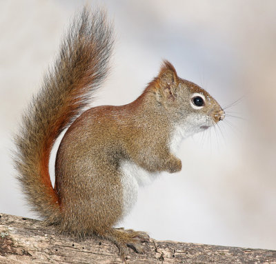 red squirrel 12