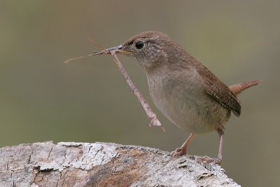 house wren 32