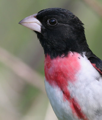 rose breasted grosbeak 34