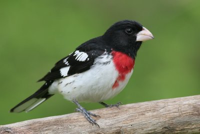 rose breasted grosbeak 35