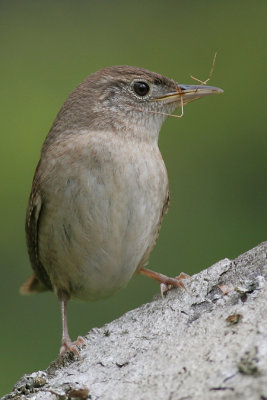 house wren 38