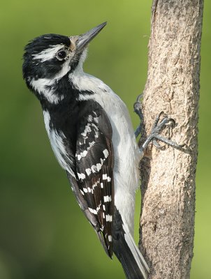 hairy woodpecker 15