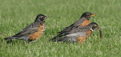 robin 59