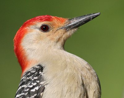 red-bellied woodpecker 24