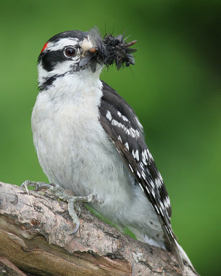 downy woodpecker 460