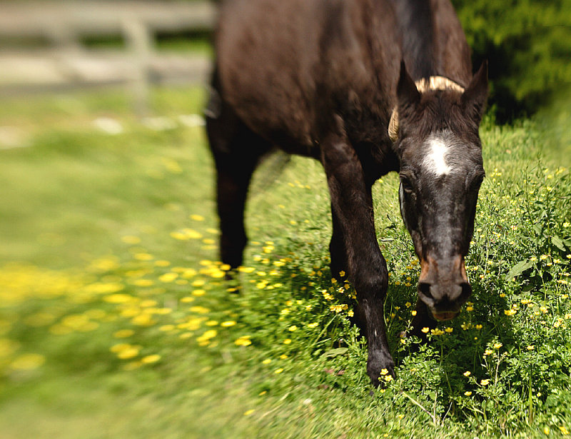 Grazing