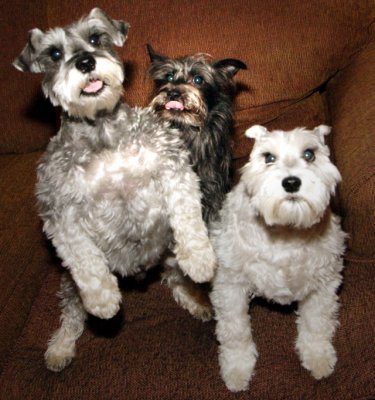 3  Crazy Pups