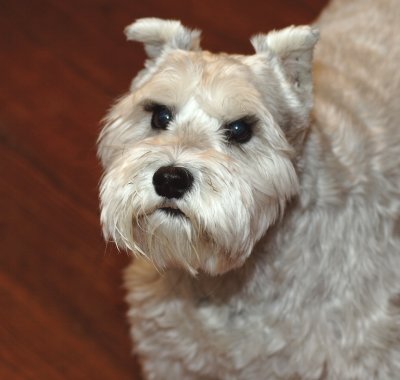 Frankie