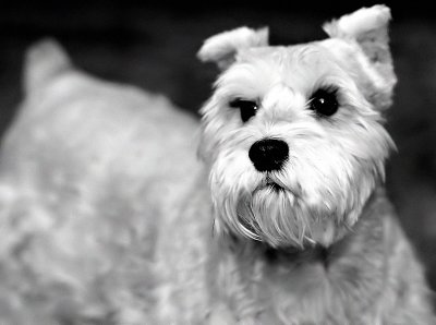 Noble pup