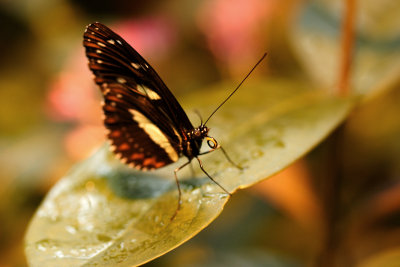 Another Butterfly7