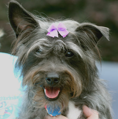 Allie wearing a bow