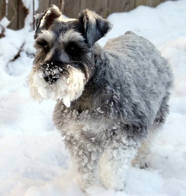 Schnauz full of schnow