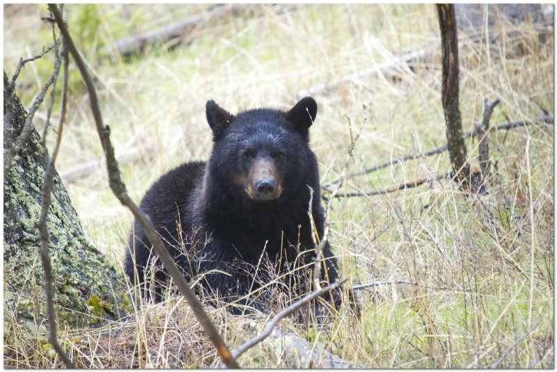 Black Bear