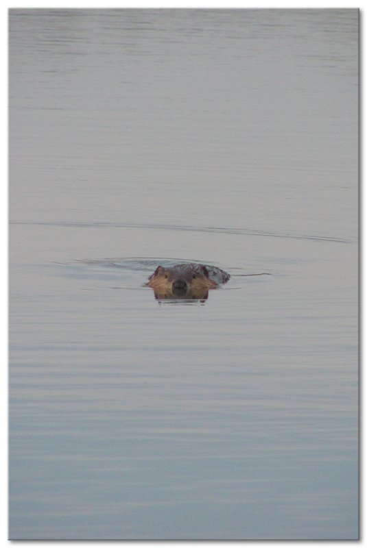 
 Beaver swimming closer to check me out