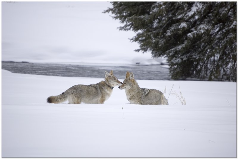 Coyote Courtship