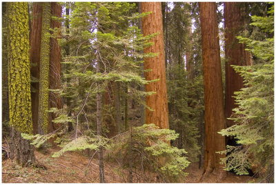 Sequioa/Kings Canyon /Mineral King October 2012