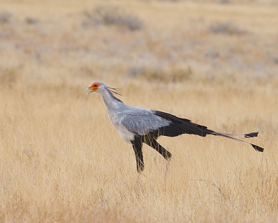 Birds of Namibia