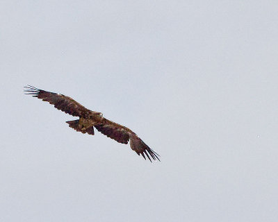 30D_21145.jpg