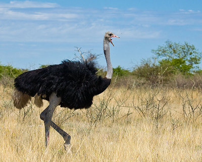 Birds of Namibia