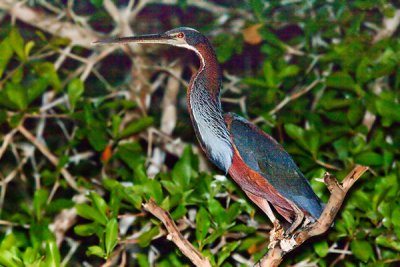 Agami Heron - poor pic, but happy to get it.