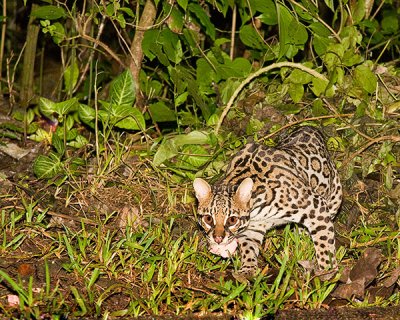 Ocelot - in the wild, but baited.  Note food in mouth.
