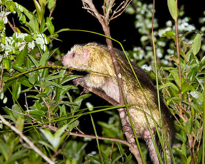 Tree Porcupine.  Most unusual mammal.