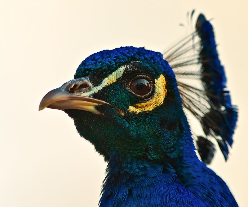 Indian Peafowl