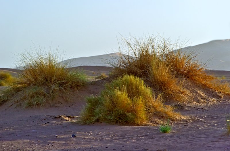 Erg Chebbi