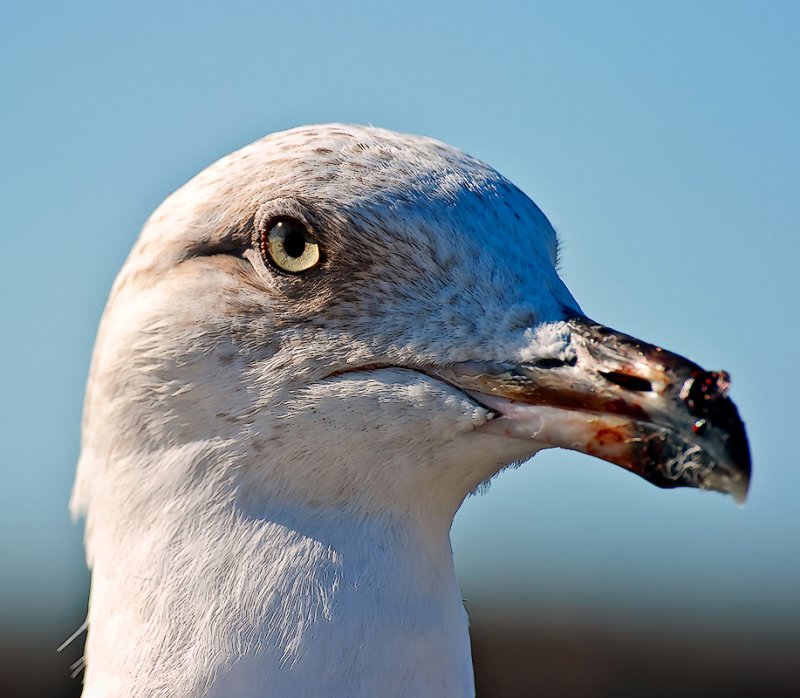 Seagull