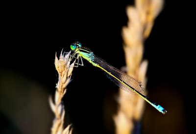 Blue-tailed Damselfly