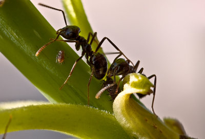 The Brown Ants and Aphids
