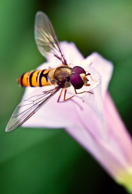 Marmalade Fly