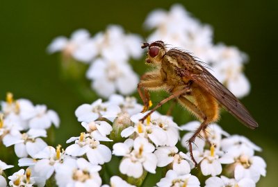 Flat-footed Fly