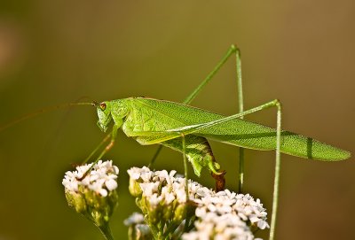 Sickle-bearing Bush Cricket