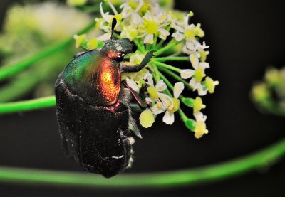 The Rose Chafer