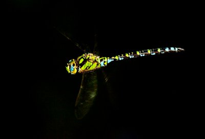 The Southern Hawker
