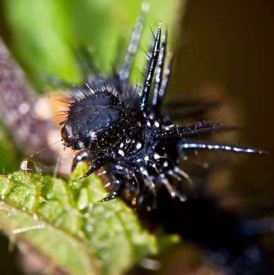 The Caterpillar of Red Admiral