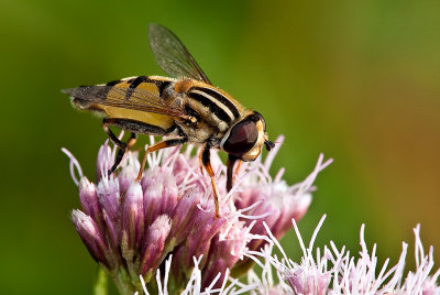Syrphid Fly