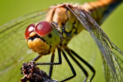 The Vagrant Darter