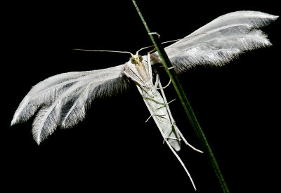 The White Plume Moth
