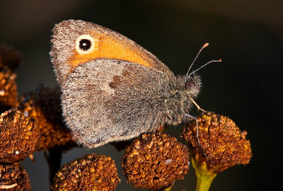 The Meadow Brown