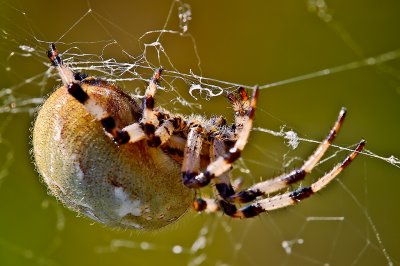 Orb-weaver Spider