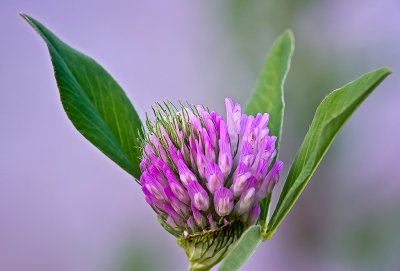 Red Clover