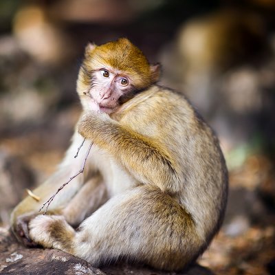 The Barbary Macaque