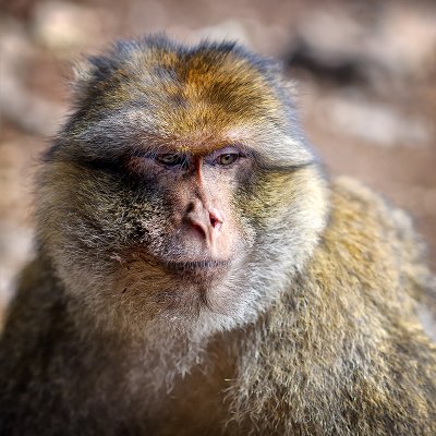 The Barbary Macaque