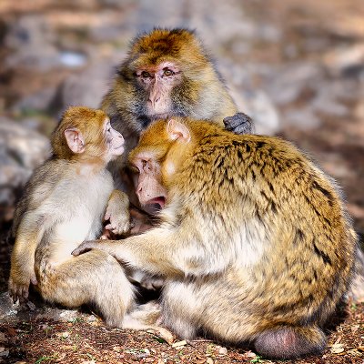 The Barbary Macaque