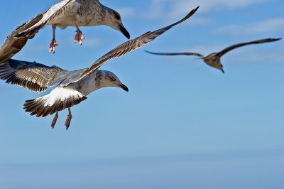 Seagulls