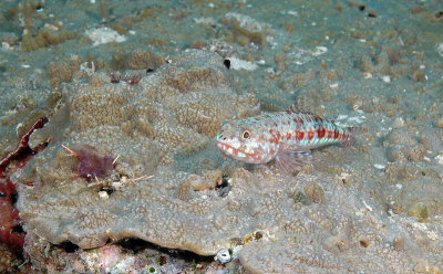 DSC_8140.jpg