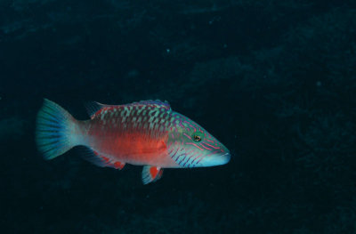 DSC_8158.jpg