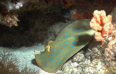 DSC_1090.jpg